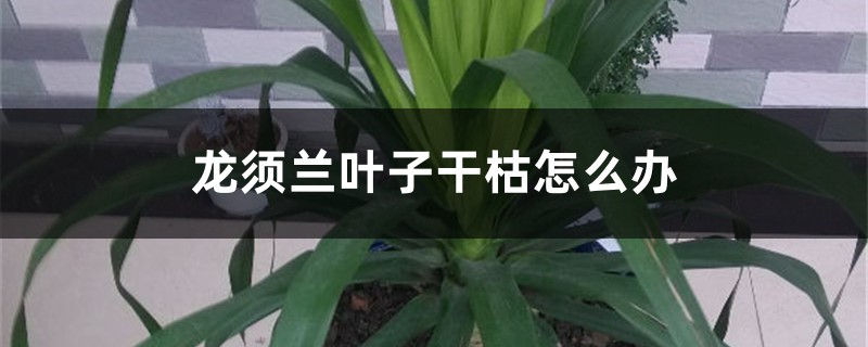 龙须兰叶子干枯怎么办？五招搞定！