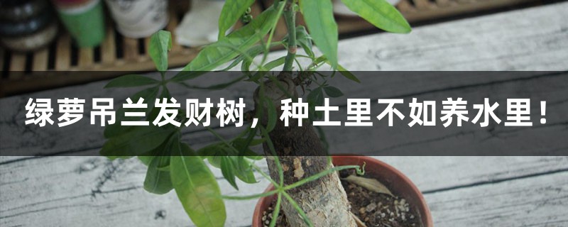 绿萝吊兰发财树，种土里不如养水里！