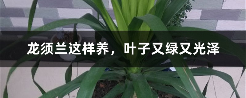 龙须兰这样养，叶子又绿又光泽