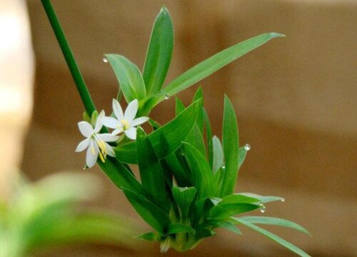 青叶吊兰开花1