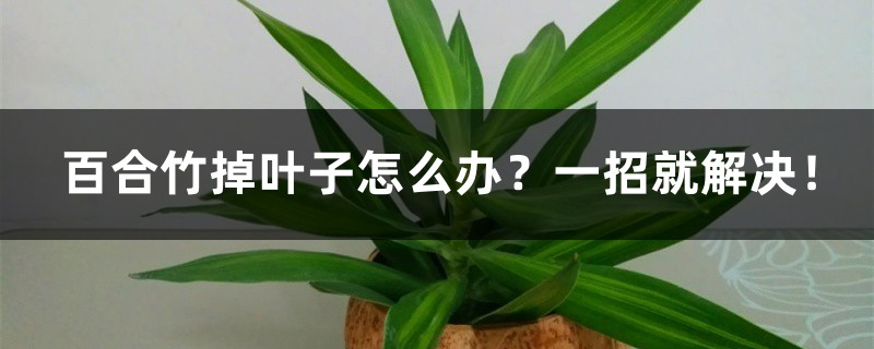 百合竹掉叶子怎么办？一招就解决！