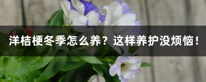 洋桔梗冬季怎么养？这样养护没烦恼！