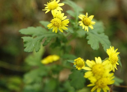野菊花2