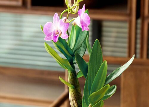 石斛兰4(2)