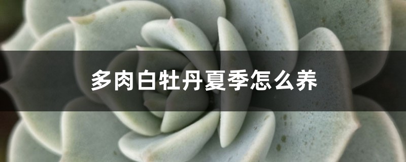 多肉白牡丹夏季养护方法大全！