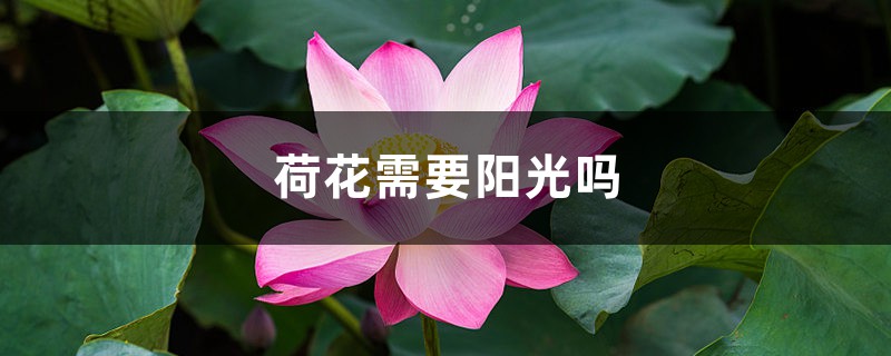 荷花需要阳光吗，荷花能跟鱼一起养吗