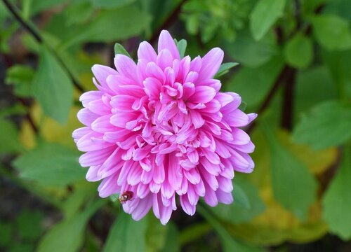 翠菊4(2)