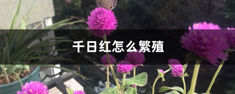 千日红怎么繁殖方法大全！