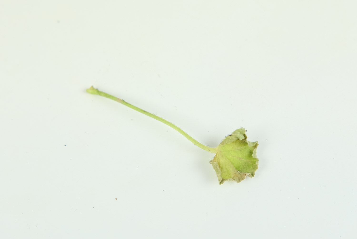 天竺葵 天竺葵