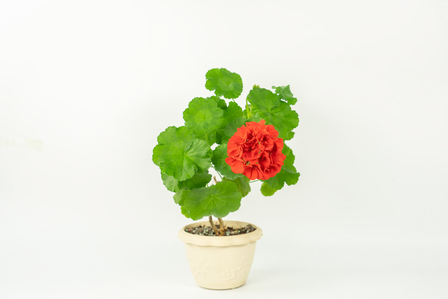 天竺葵 天竺葵