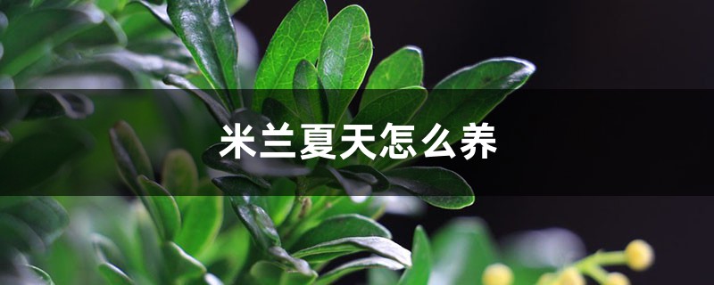米兰夏天怎么养，这样养花美叶绿超好看！