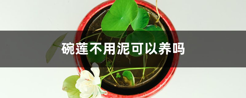 碗莲不用泥可以养吗