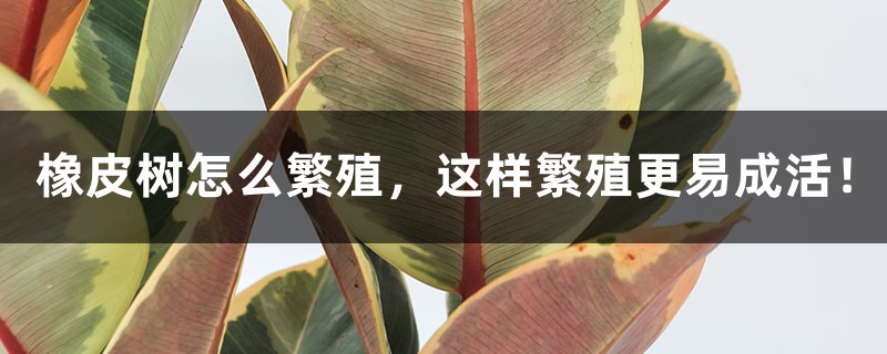 橡皮树怎么繁殖，这样繁殖更易成活！