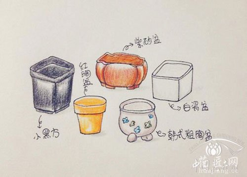 多肉选盆