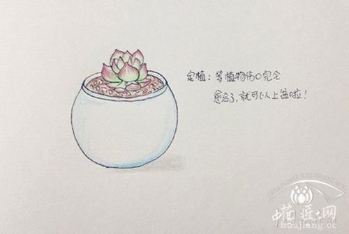多肉定植