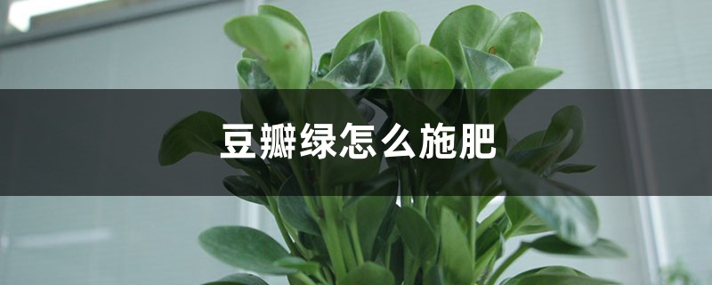 豆瓣绿怎么施肥？