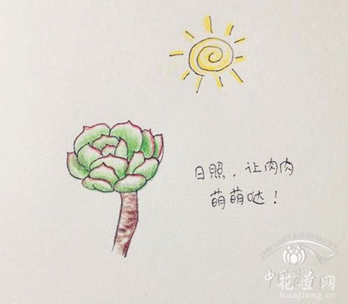 多肉日照