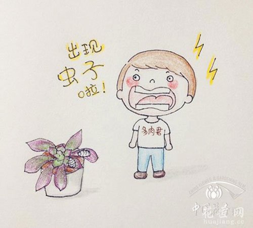 多肉虫害