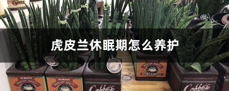 虎皮兰休眠期怎么养护