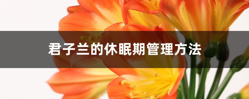 君子兰的休眠期管理方法