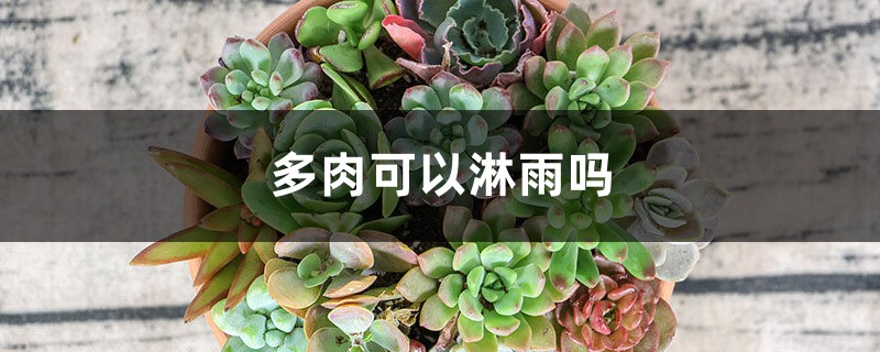多肉可以淋雨吗