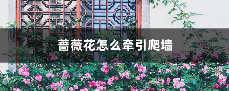 蔷薇花怎么牵引爬墙