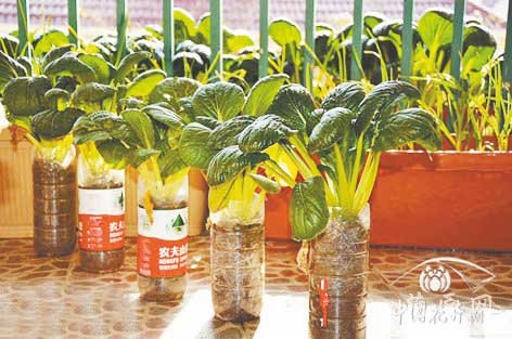 矿泉水瓶、可乐瓶用来种植小型叶菜很不错。