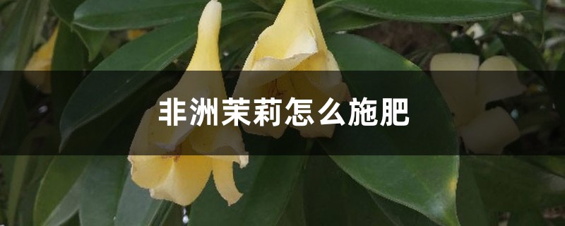 非洲茉莉怎么施肥