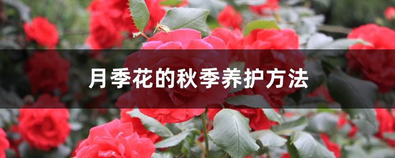 月季花的秋季养护方法