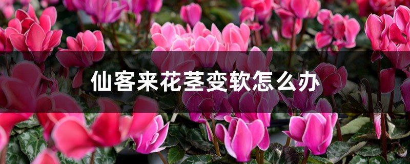 仙客来花茎变软怎么办