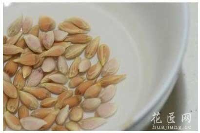 一步一步自制柠檬种子盆栽