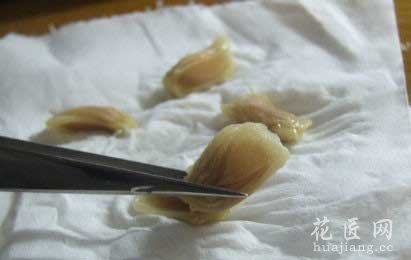 一步一步自制柠檬种子盆栽