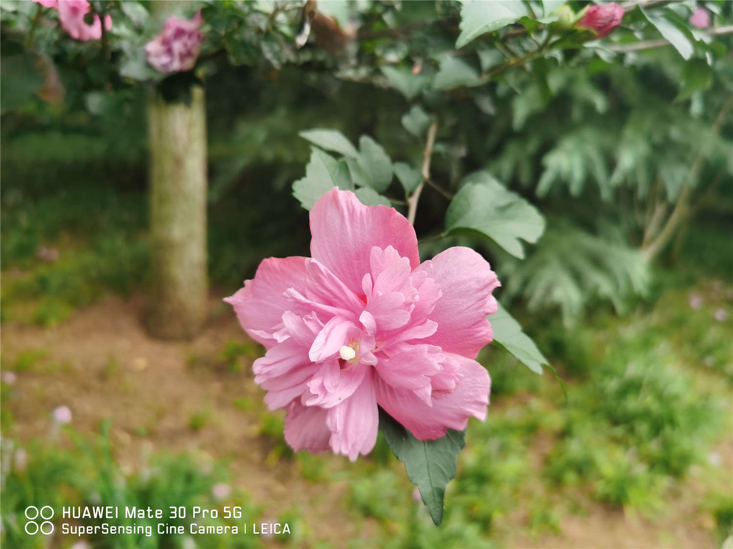 木槿 木槿