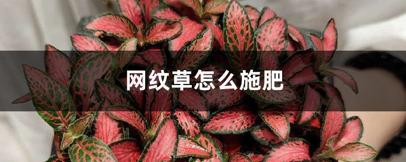 网纹草怎么施肥