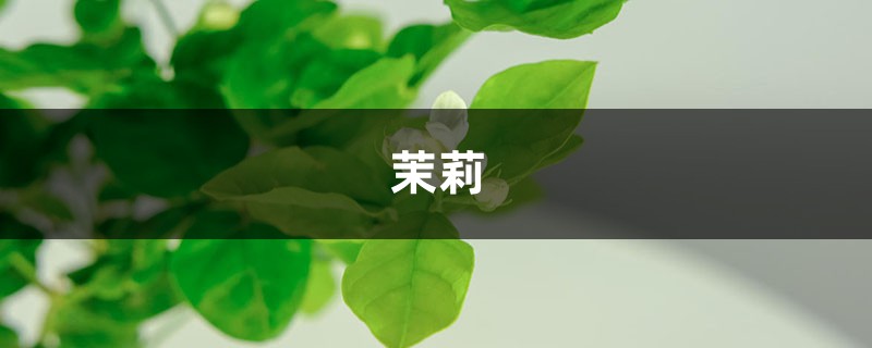 给茉莉剪几刀，填点儿料，1年能开5波花！