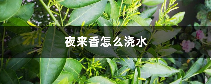 夜来香怎么浇水，这样浇植株长势超好！