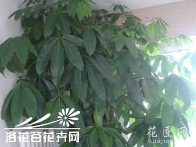 发财树