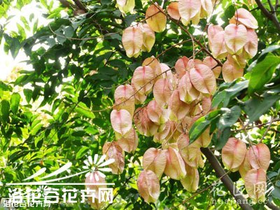 栾树