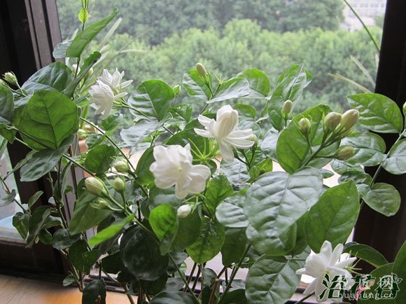 茉莉冬天怎么养