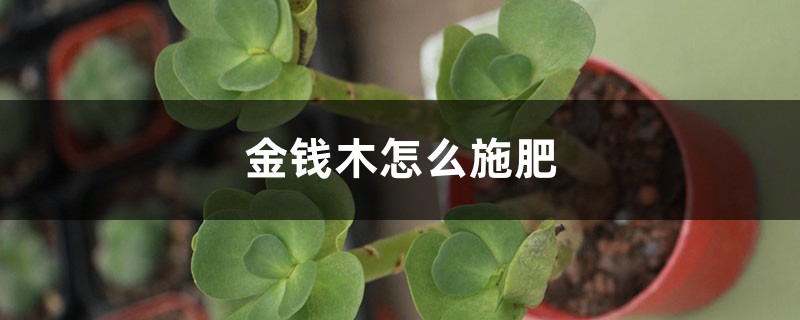 金钱木怎么施肥，这样做叶片又肥又美！