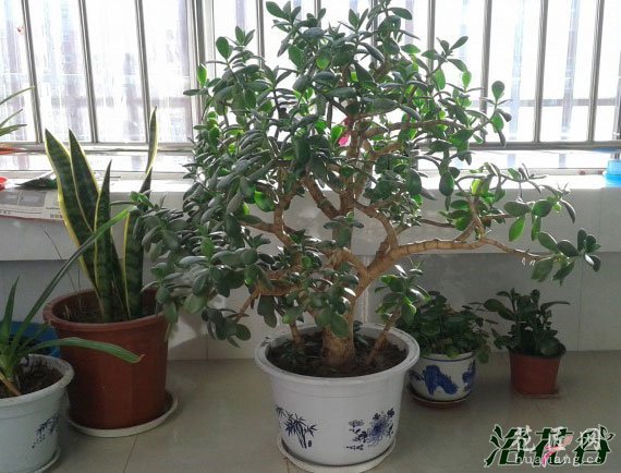 冬天怎么养花(越冬管理)