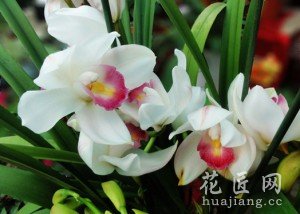 大花蕙兰的养殖方法