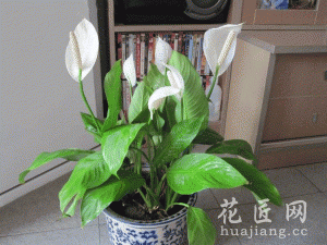 一帆风顺的养殖方法