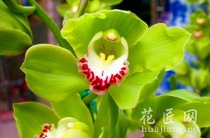 大花蕙兰的养殖方法和注意事项