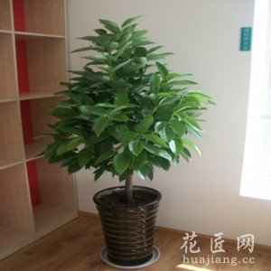 平安树的养殖方法