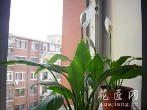 一帆风顺的养殖方法和注意事项