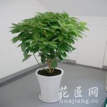 平安树的养殖方法和注意事项