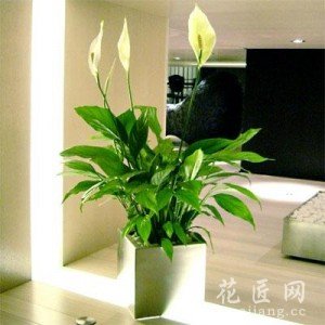 一帆风顺怎么养