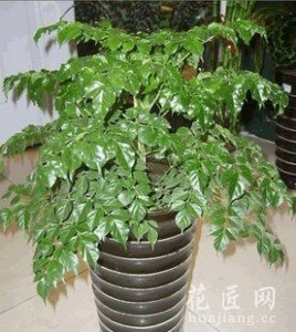 平安树怎么养