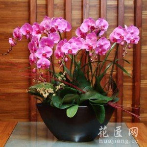 蝴蝶兰的养殖方法和注意事项